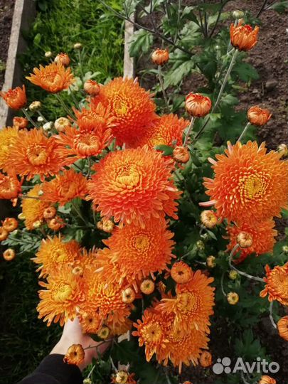 Хризантемы сортовые