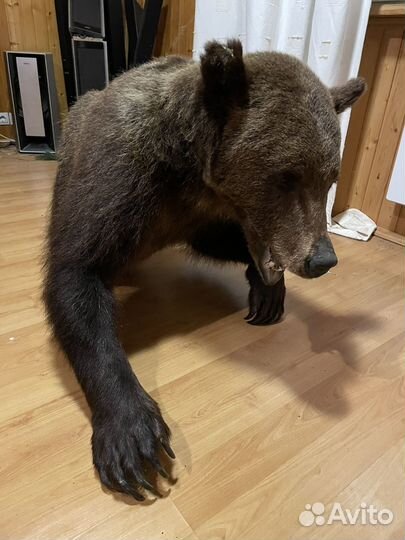 Чучела животных