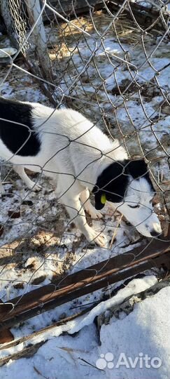 Собачка в добрые руки