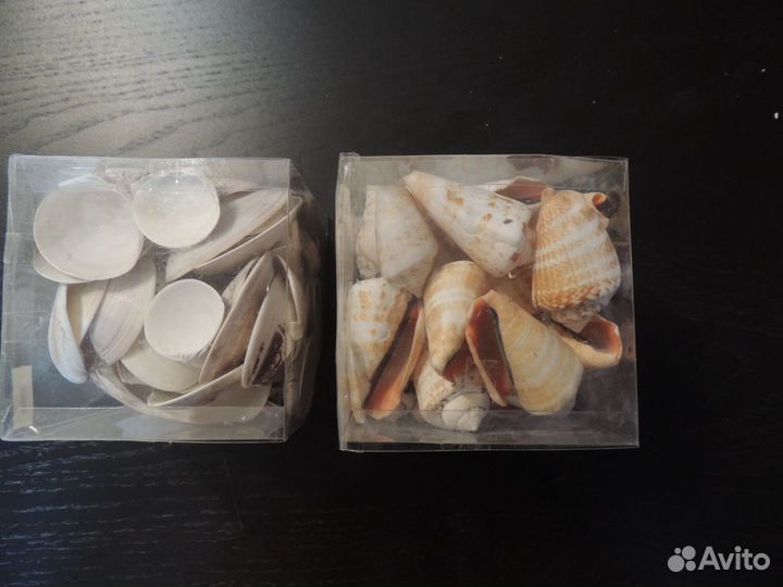 Ракушки для аквариума