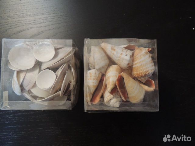 Ракушки для аквариума