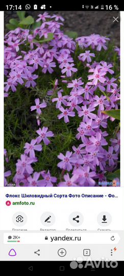 Флокс шиловидный
