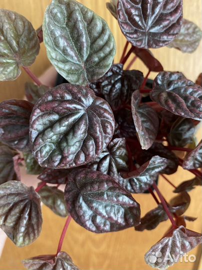 Пеперомия сморщенная шуми ред