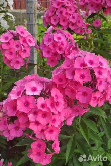 Флоксы многолетние