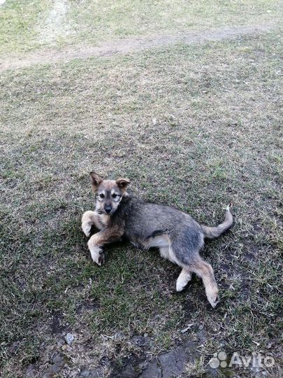 Щенки в добрые руки