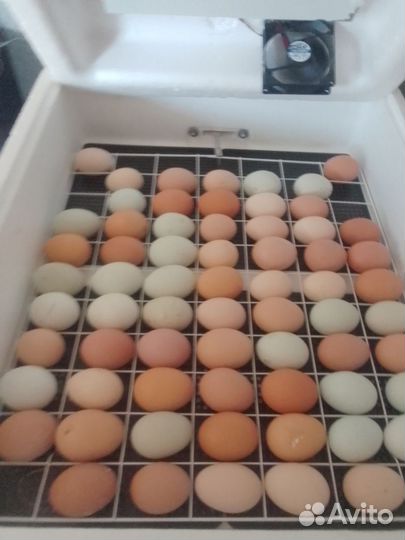 Инкубатор автоматический