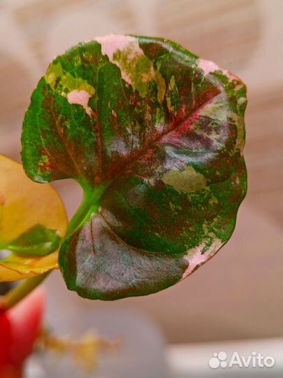 Сингониум Клубничный лед galaxy