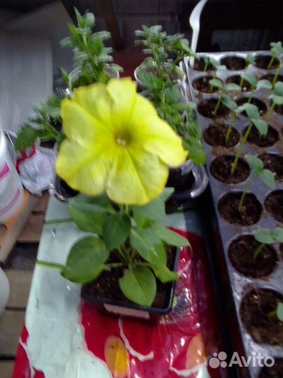 Вегетативная петуния