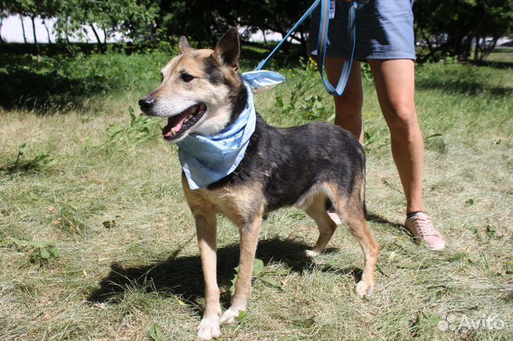 Собака в добрые руки