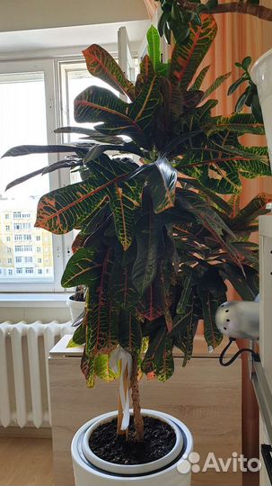 Кротон