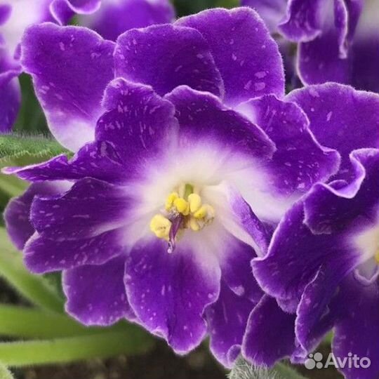 Фиалка ек-Шахматный король