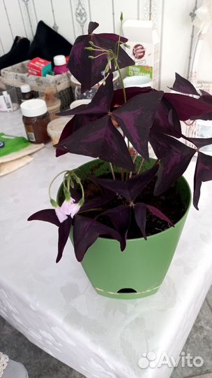 Комнатные цветы кислица