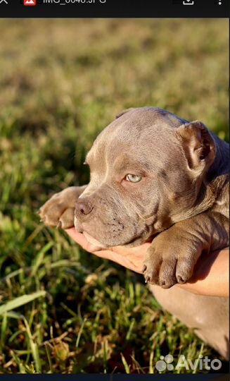 Американский булли покет