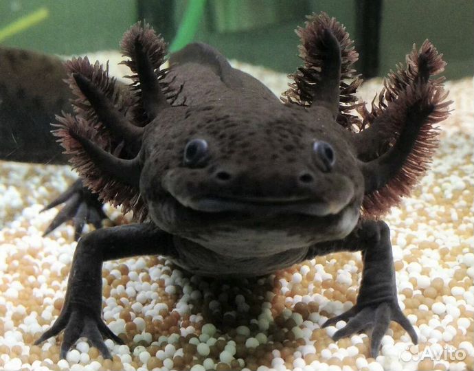 Аксолотль