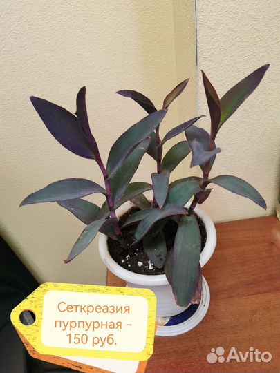 Комнатные цветы