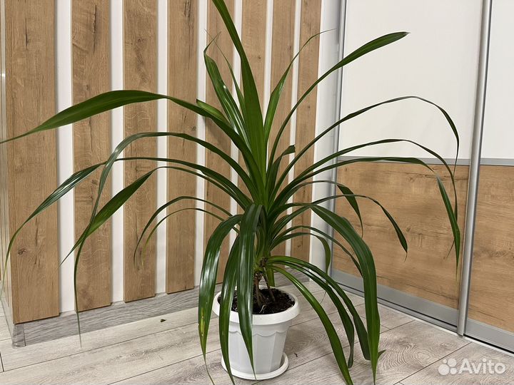 Панданус пальма комнатные цветы
