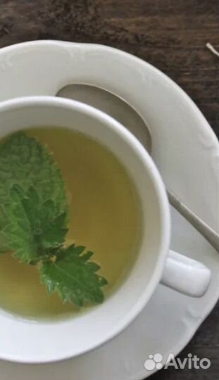 Крапива свежая