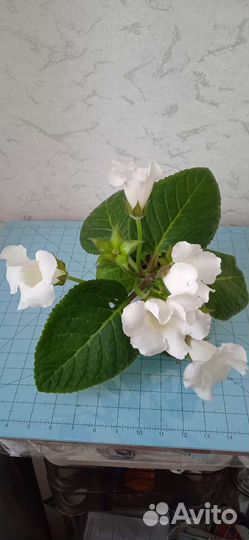 Глоксиния цветущая