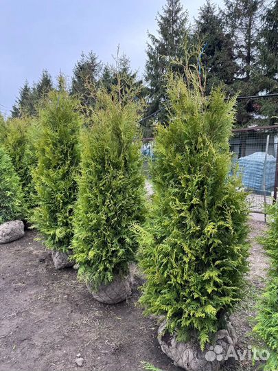 Туя Брабант