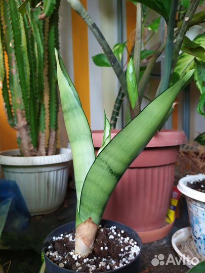 Сансевиерия