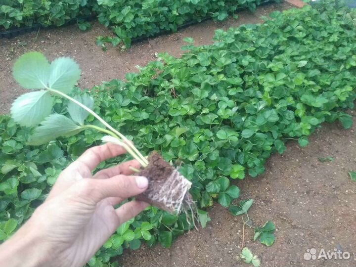 Рассада клубники кассетная