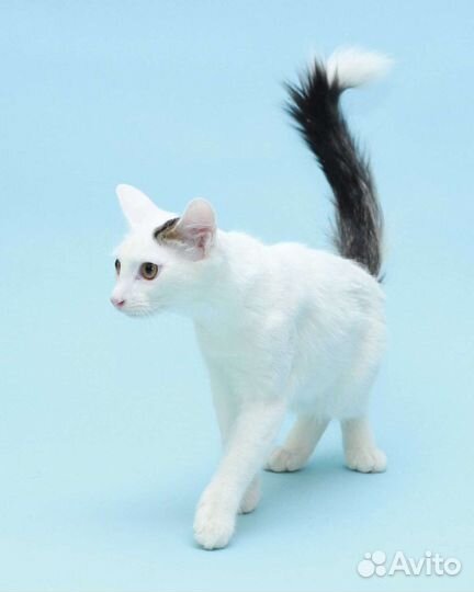 Котик в добрые руки