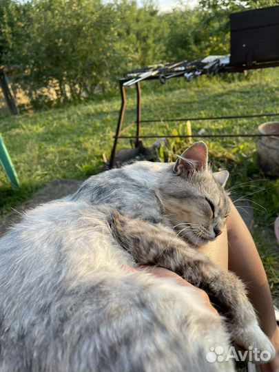 Котик в добрые ручки