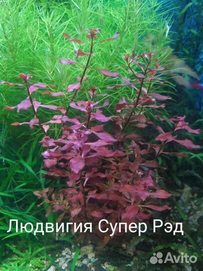 Аквариумные растения