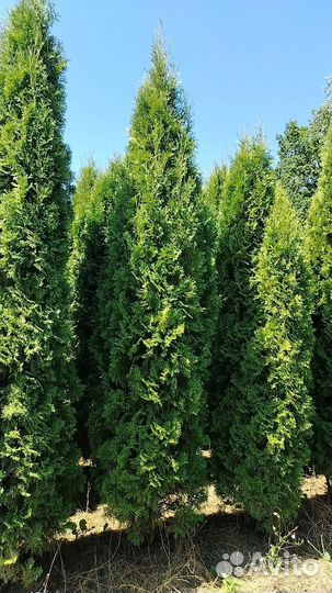 Туя Колумна