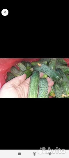 Огурцы с куста