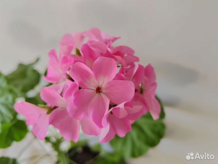 Герань пеларгония