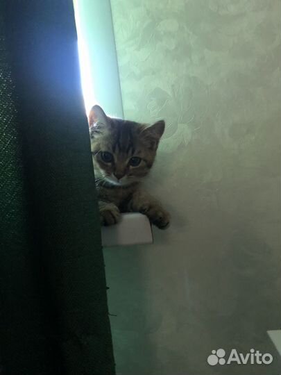 Котята золотая шиншилла