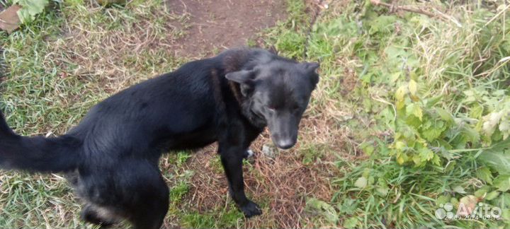 Пес лайки охотничий кабель с мордой медвеженка