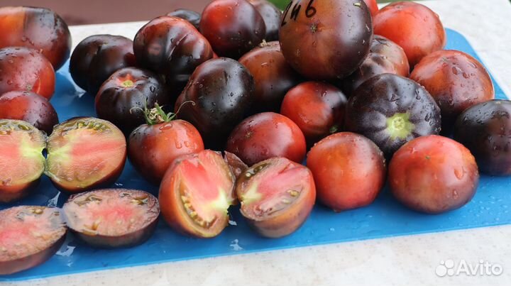 Рассада коллекционных томатов