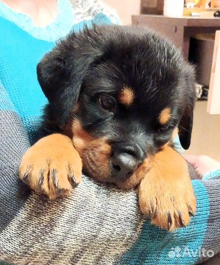 Щенки ротвейлера