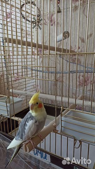 Попугай корелла с клеткой