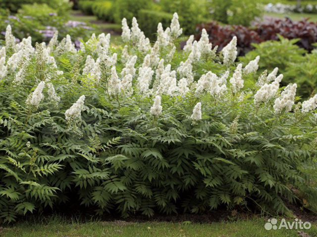 Декоративный кустарник рябинник