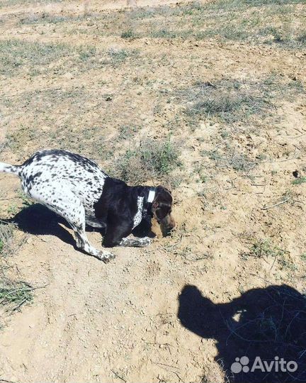 Курцхаар вязка