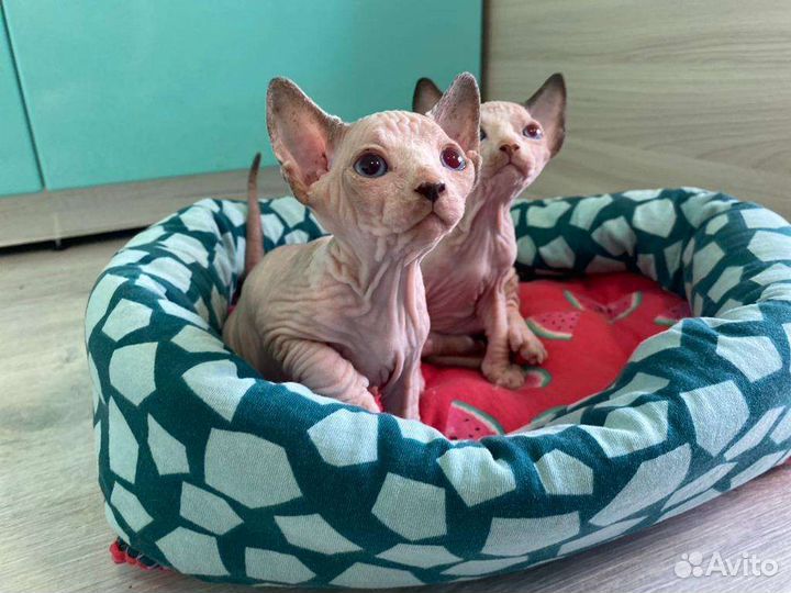 Сфинксы, эльфы, котята