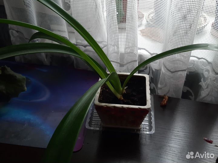 Гиппиаструм