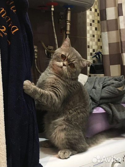 Шотландский кот вязка