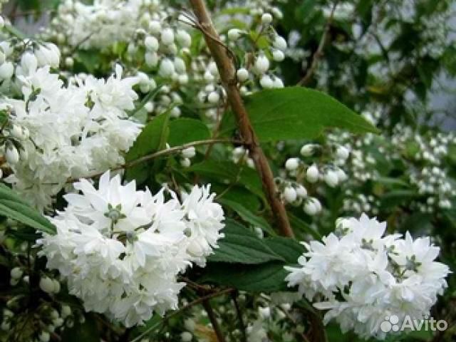 Декоративные кустарники