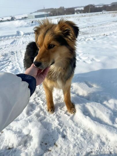 Коротколапые молодые собачки, 10 мес