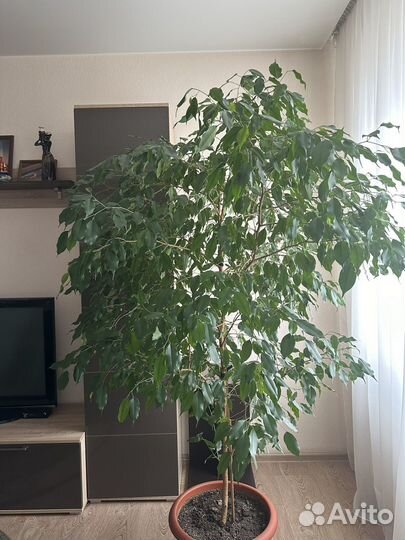 Фикус бенджамина