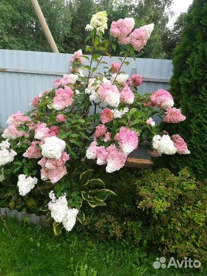 Гортензия метельчатая саженцы, роза плетистая
