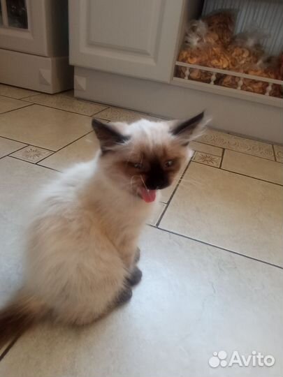 Котёнок породы 