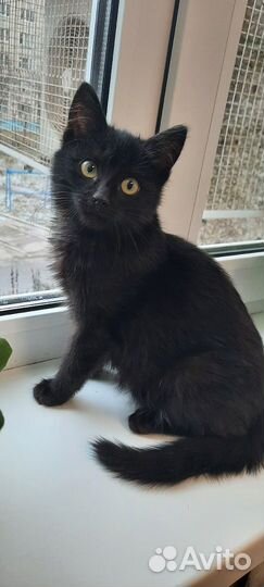 Отдам котенка в добрые руки