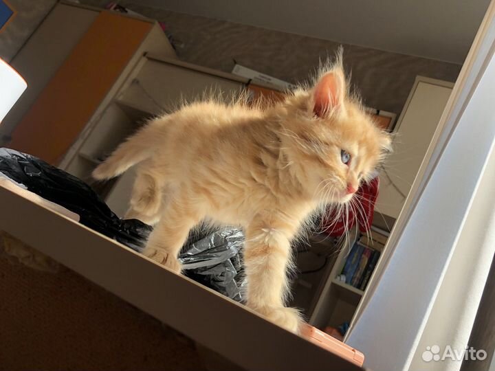 Рыжий котенок