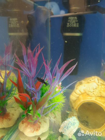 Аквариумные рыбки