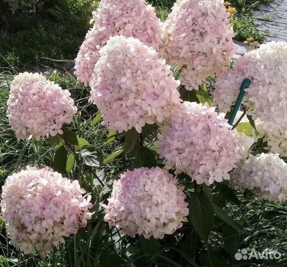 Гортензия метельчатая